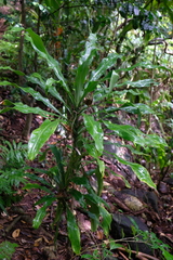 Dracaena fragrans