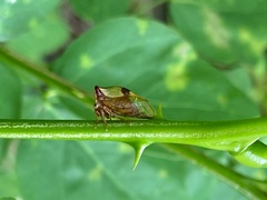 Membracidae
