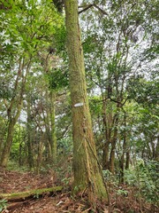 Cryptomeria japonica
