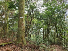 Cryptomeria japonica
