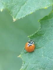 Adalia deficiens