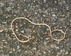 Gordioidea
