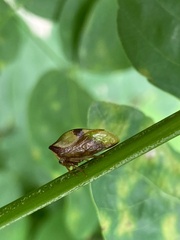 Membracidae