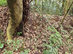 Gymnosphaera podophylla