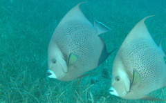 Pomacanthus arcuatus