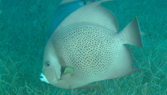 Pomacanthus arcuatus
