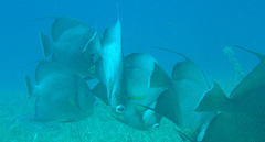 Pomacanthus arcuatus