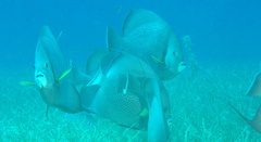 Pomacanthus arcuatus
