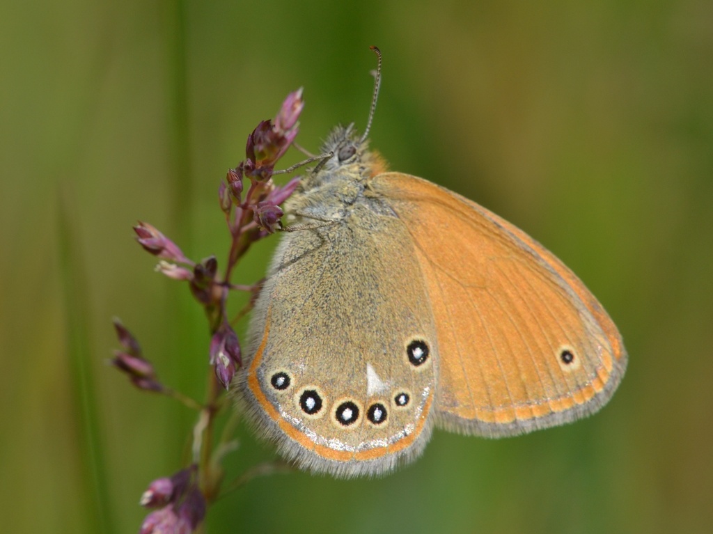 Chestnut Heath, photo 1 of 10