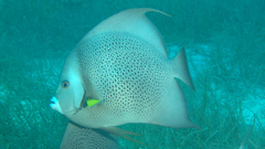 Pomacanthus arcuatus