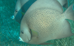 Pomacanthus arcuatus