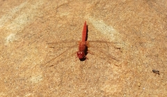 Crocothemis sanguinolenta