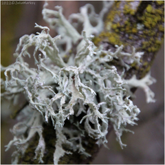 Evernia prunastri