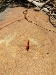 Crocothemis sanguinolenta