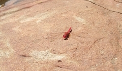 Crocothemis sanguinolenta
