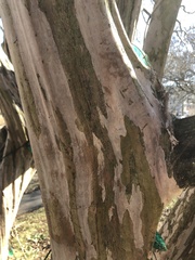 Lagerstroemia subcostata