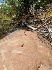 Crocothemis sanguinolenta