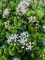 Crassula multicava