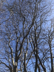 Lagerstroemia subcostata