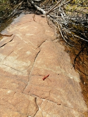 Crocothemis sanguinolenta