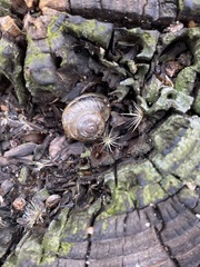 Helminthoglypta traskii