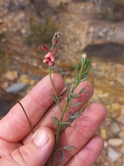 Indigofera heterophylla