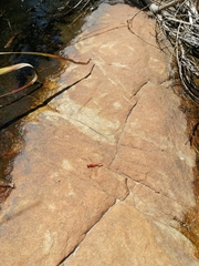 Crocothemis sanguinolenta