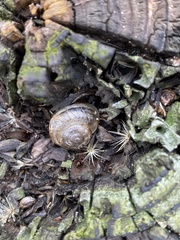 Helminthoglypta traskii