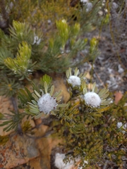 Leucadendron album