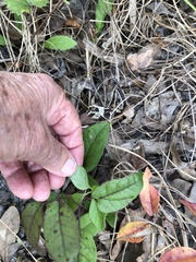 Bignonia