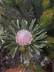 Leucadendron album