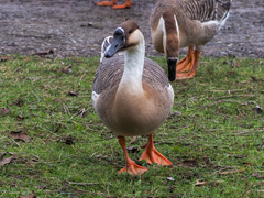 Anser cygnoides