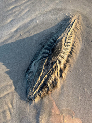 Callorhinchus capensis