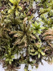 Climacium dendroides