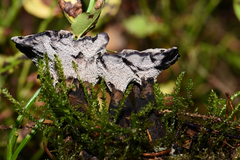 Phellodon niger