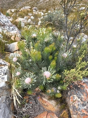 Leucadendron album