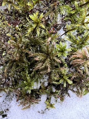 Climacium dendroides