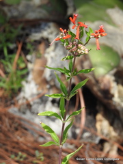 Bouvardia ternifolia