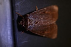 Austramathes purpurea