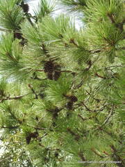 Pinus