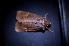 Austramathes purpurea