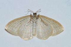 Scopula quadrilineata