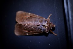 Austramathes purpurea