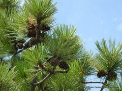 Pinus