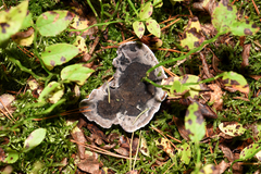 Phellodon niger