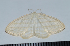 Scopula quadrilineata
