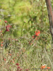 Bouvardia ternifolia