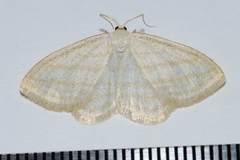 Scopula quadrilineata