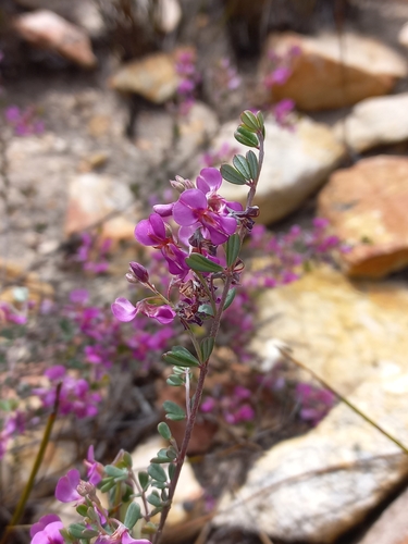 Image of Indigofera vlokii by (c) Brian du Preez, some rights reserved (CC BY-SA)