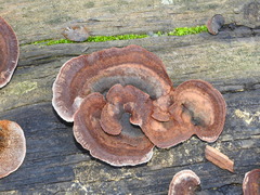 Gloeophyllales